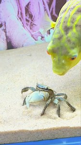 This video wants to show how to catch zebradoghead fish, there is no abuse, people will need food #reelsvideo #reels #reelsfb #fish #Zebra #Fish #zebradoghead #fisheat #eat #amazing #zebradoghead #zebradog #zebra #dog #head #animal #wildlife #nature #cute #adorable | Giana Show