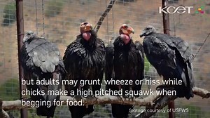 California condors were close to extinction when Federal Fish and Wildlife officials took an aggressive approach to save the largest North American land bird. Here are 5 facts you might not know about this new world vulture. Watch the full story on Socal Connected, now streaming. http://bit.ly/2AdfZ4m #scc | KCET