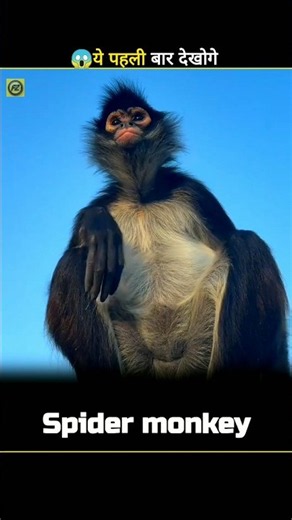 Meet the Spider Monkey!#shorts