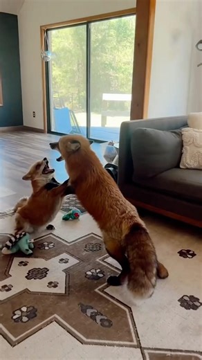 Top 7 Dramatic Foxes (Wait for #1) 🦊