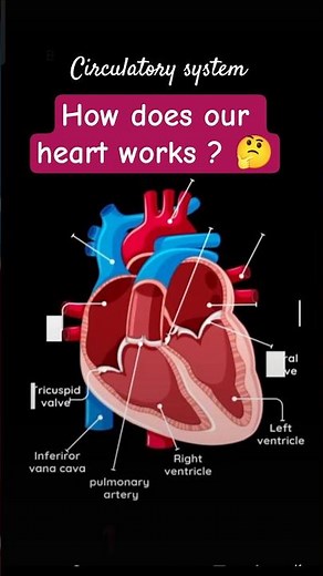 Circulatory System | Check what happens inside our heart | #heart #circulatory_system #blood #bio