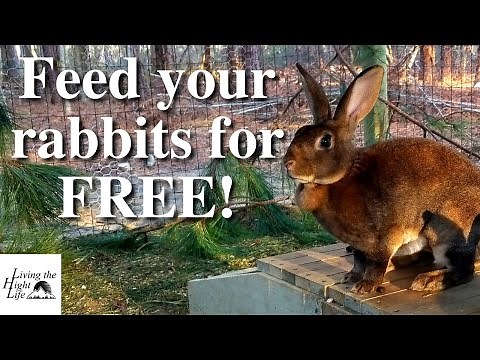 FEEDING RABBITS FROM THE GARDEN. What food we are growing to feed our rabbits without pellets