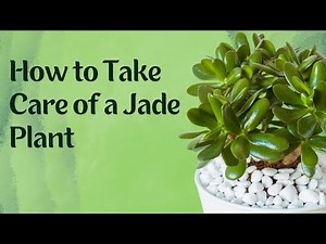 How to Take Care of a Jade Plant | Easy Jade Plant Care Guide for Beginners