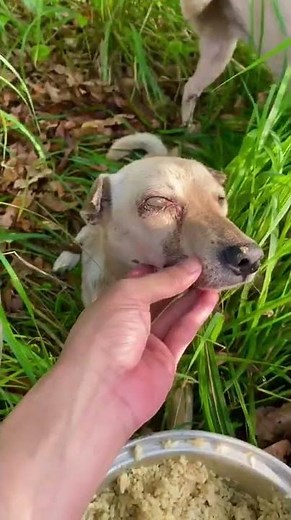 What Are The Symptoms Of Conjunctivitis In Dogs?