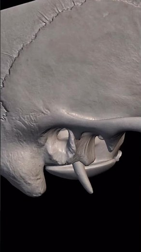 Styloid process of temporal bone #mbbslife #utubeshorts #neet #viralshort #bones #skull #jointpain