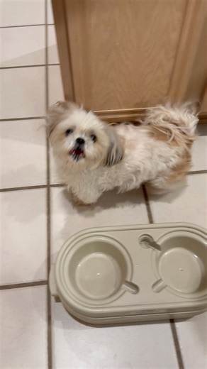 9.1K views · 611 reactions | Dinner parade begins  #shihtzu #shihtzupekefamily #dogs #loveshihtzupekeandbeyond #doglover #dogmeals | Love Shih Tzu Peke & Beyond | Facebook