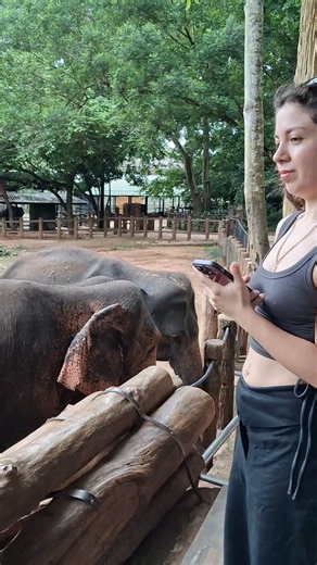#elephant #animals #srilanka #Daladamaligawa #Daladaperahara #Pinnawala #kerala #asaam #travel #2026