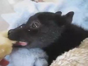 little baby | animals eating fruit