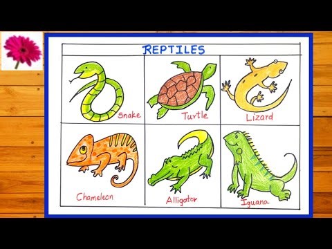 How to draw REPTILES for science project |Reptiles Animals Drawing |science journal diagrams