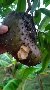223K views · 5K reactions | Sore sore petik buah durian belanda, uh.. Bisa untuk dibuat jus. Very satisfying ☺殺 | Grafting Examples | Facebook