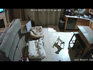 Bailey, the Jack Russell, was sitting on top of the couch's headrest when she slipped off, next to her brother Riley. Riley, who was fast asleep on his bed, got startled by Bailey and instantly began barking. This sparked a commotion between the siblings while their owner tried to control the situation. | Jukin Copyright Management | Facebook