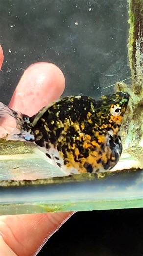 Butete molly fish #ballonmollyfish #mollybreeder | Arthur Fishmaker