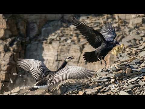 First Flight Gone Wrong: Geese Chick Falls Into a Raven’s Deadly Ambush!
