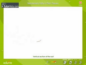 Meristematic Cells In Plant Tissues
