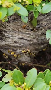 108K views · 11K reactions | Relocating an Aerial Nest Building Yellow Jacket - Dolichovespula arenaria! #fyp #viral #viralvideos #hornetking #foryou #wasp #yellowjacket | Hornet King LLC | Facebook