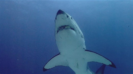 Shark Attack - Movie | Stream Free