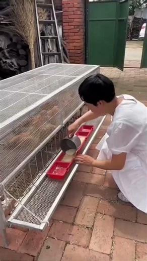 Chicken Cage Feeding Time 🐥🔥 | Daily Dana Routine 🌽 #chikken #birds #villagelife