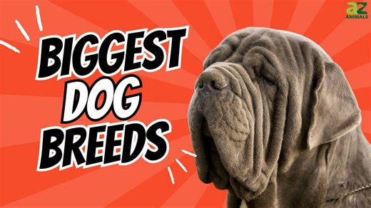 The 10 Biggest Dog Breeds