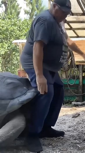 499K views · 6.1K reactions | Here’s a quick look back at when one of our giant tortoises decided to ram me. It’s a day I still remember to this day, that’s for sure. | Florida Iguana and Tortoise Breeders | Facebook