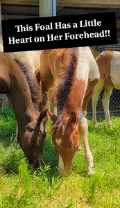Have You Ever Seen This Beautiful Marking on a Horse?!! 💜🐴💜🐴😍 #chincoteaguepony #pony #horse #equestrian #chincoteague | Discoverthehorse