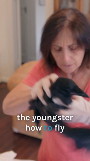 Rehabilitating injured crow before release 😍 | Bondi Vet