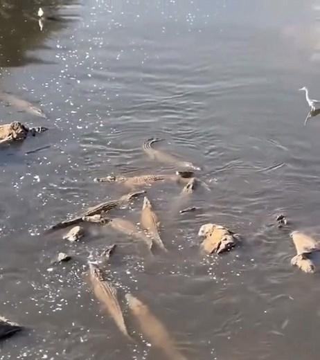 1.6K views | crocodile  hunting fish #safari #gamedrive #wildlife...