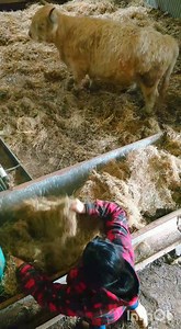 7.9K views · 13 comments | I want to halter train adult highland cattle. My indoor set - up. What can be improved? #Cattle #livestock #animals #highlandcow #farm #farming #homestead #selfsufficiency #cows | Welsh cottage by Zina | Facebook