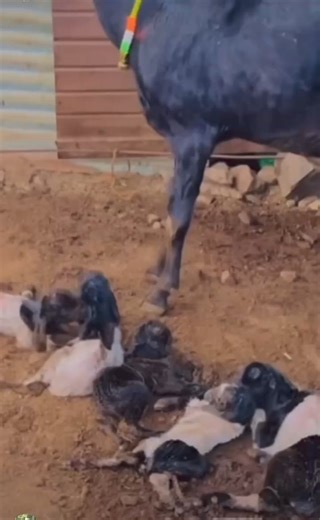 368K views · 1.8K reactions | It's not within your control when your ewes give birth to multiple lambs; sometimes it's a matter of luck and Allah's will. Even an unattractive ewe can give birth to multiple lambs and become the queen of the farm. | Alhaji Yunus Livestock | Facebook