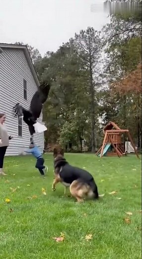 Hero Dog vs Eagle, Protecting His Little Human!