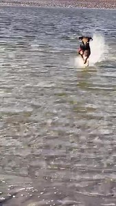 Benji , the Kerry beagle continues to reign supreme over his kingdom! He spent his third Christmas with his wonderful human Parents Rebecca and Pat. We are so grateful to them for giving this huge boy the most amazing home ever ! He has 10 acres of fenced in garden and wood and a pretty Princess Bella for a sister. What more would a Kerry beagle want! | Munster lost and found pet helpline