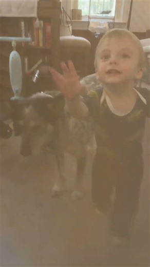 Easy to use one handed, my baby and dog cannot get through