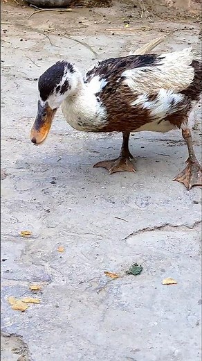 Duck Feeding Frenzy! 🦆🍽️ Funny & Satisfying Duck Eating Compilation