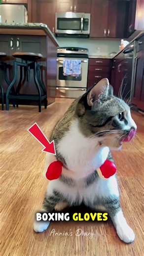 This Cat Has Boxing Gloves 🐱 #shorts #viralshorts