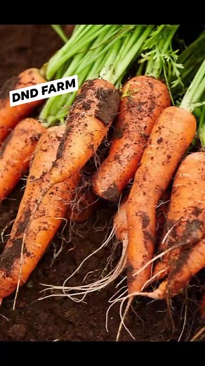 CARROT 🥕🥕🥕🥕🥕 Planting carrots is a straightforward process that can yield delicious results. Here’s a step-by-step guide to help you grow your own carrots: Step 1: Choose the Right Time Timing: Carrots are cool-season crops. Plant them in early spring (2-4 weeks before the last frost) or late summer (for a fall harvest). Step 2: Select a Suitable Location Sunlight: Choose a location that receives full sun (at least 6 hours of direct sunlight per day). Soil: Carrots prefer loose, well-draini