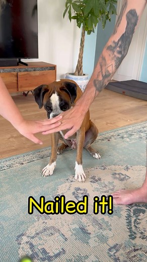 237K views · 6.5K reactions | Boxer dog hands in paw challenge! #boxerdog #handsindogchallenge #boxer #cutedogs #doggo | Bobby from the bin | Facebook