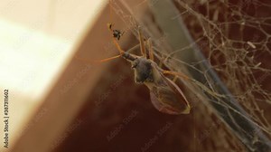 Common Assassin Bug Eating A Native Australian Stingless Bee On The Web - Insects In Australia - close up