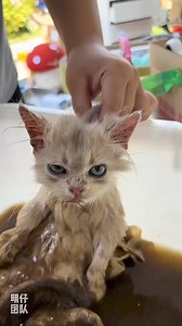 Adopting a stray cat will not change the world, but it can change its fate of no longer wandering. 領養一隻流浪貓咪不會改變世界，但能改變它不再流浪的命運#明仔團隊 #流浪貓領養 #被迫營業的貓貓 | 明仔团队（给流浪猫找家）