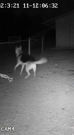 Perro ataca a un alien gris #shorts #misterio