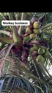 13K views · 139 reactions | Monkey laborer #funnymonkey #talentedmonkey | Brozz | Facebook
