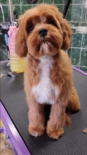 Cute Cavapoo Puppy Grooming ✂️ Teddy Bear Cut Transformation! #puppy