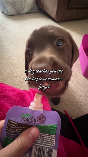 IM CRYING😭 MY BABY😭 #labradorretriever #dogmom #puppies #dogtok #choclatelabrador