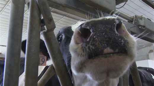 A sweet story: Massachusetts unveils official ice cream trail with more than 100 shops, dairy farms