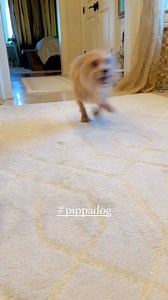 9K views · 1.6K reactions | How Pippa dries off after a bath  She wants to look her best as the CELEBRITY GRAND MARSHAL of the Krewe of Barkus parade in New Orleans! #pippadog #worldsfastest3leggeddog #kreweofbarkus #mardigras2024 #grandmarshal | Jeanie & Pippa; Two 3-Legged Dogs | Facebook