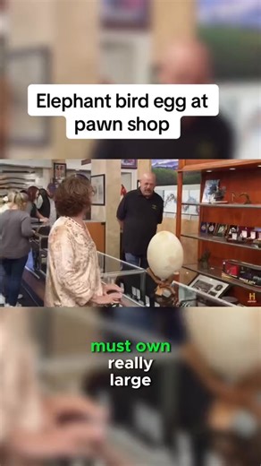 Elephant bird egg at pawn shop #pawnshop #pawnstarsricksharrison#pawnstars #rickharrison #pawnstarrickharrison #pawnstar #friends #chumlee #collegefootball #animalovers #beginnersewing #amazonfinds #TeamUSA #Rockets #pawnshop #pawn #pawn #pawnlife #Pawnable #pawnatic #pawnshops #pawnstars #pawnbroker #pawnbroking #hardcorepawn #rickharrison #rickharrisonmeme | Rick Harrison's Gold & Silver Pawn