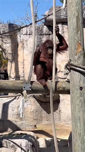 Orangutan at ZooTampa ￼