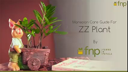282 reactions · 11 comments | ZZ Plant is famed as Zamioculcas zamiifolia. This plant is one of the best houseplants as it is drought tolerant and can easily survive in low-light conditions. You must check out our guide to know about the right way to care for this gorgeous plant in monsoons! . . #FNP #zzplant #zamioculcas #plantcare #planttips #houseplants #monsoon #lowmaintenance #plantsmakepeoplehappy #indoorplants #plantshop | FNP | Facebook