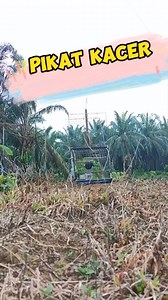 Pikat kacer dikebun sawit #pikatburung #pikatkacer #kacergacor | Ahli Ring Burung