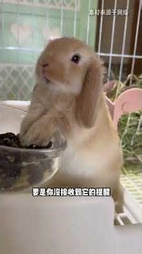 Why Rabbits Nibble Humans Gently? A Sweet Mystery