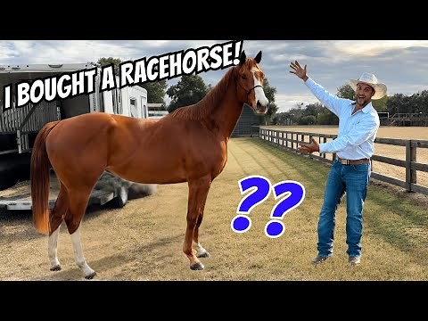 I BOUGHT a RACEHORSE