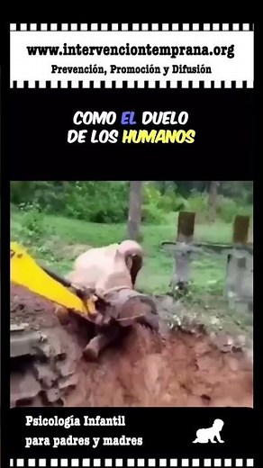 El elefante es un animal increíble #crianzarespetuosa
